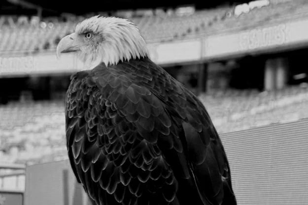 Águia careca em um estádio, em preto e branco.